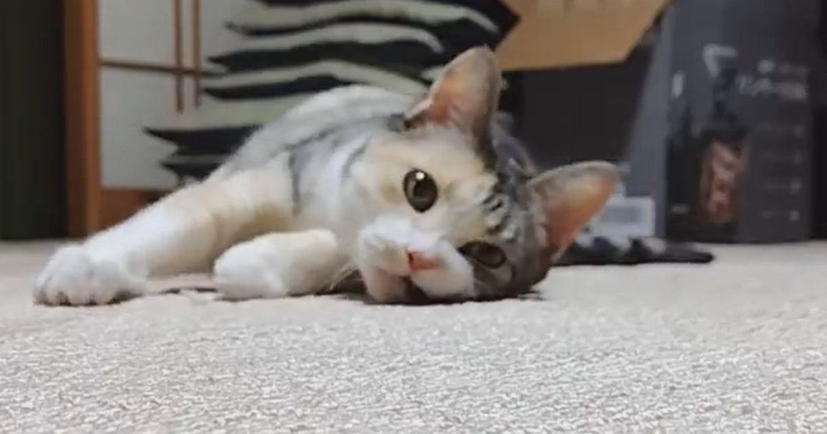 不思議な遊びにハマった猫→飼い主がカーペットに寝転がると…キュンとくる光景に「お誘いがかわいいｗ」「永遠に見ていられる」と76万表示