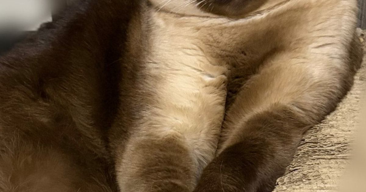 『かわいい顔をしていたネコ』→撮影しようとカメラを向けたら…変化した『表情』に「渋いっ」「ちゃんとニヤけてるｗ」と笑顔になる人が続出