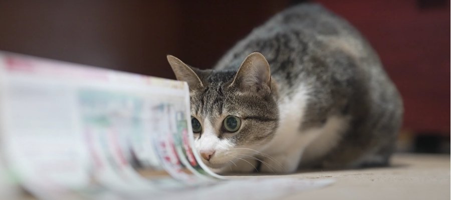 身近なところに遊びのアイデア♪猫ちゃん流チラシの楽しみ方