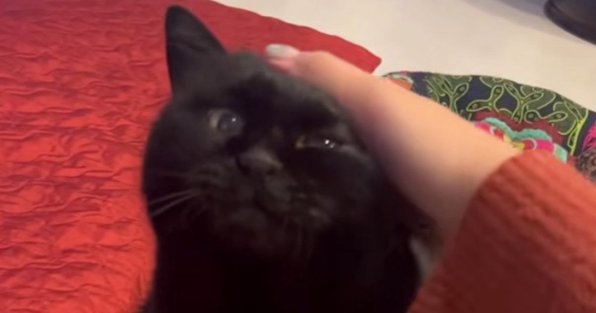 なでられて気持ちよさそうな黒猫→飼い主さんがなでるのを"やめる"と…かわいすぎる行動が16万再生「泣けるほどかわいい」「悶絶した」