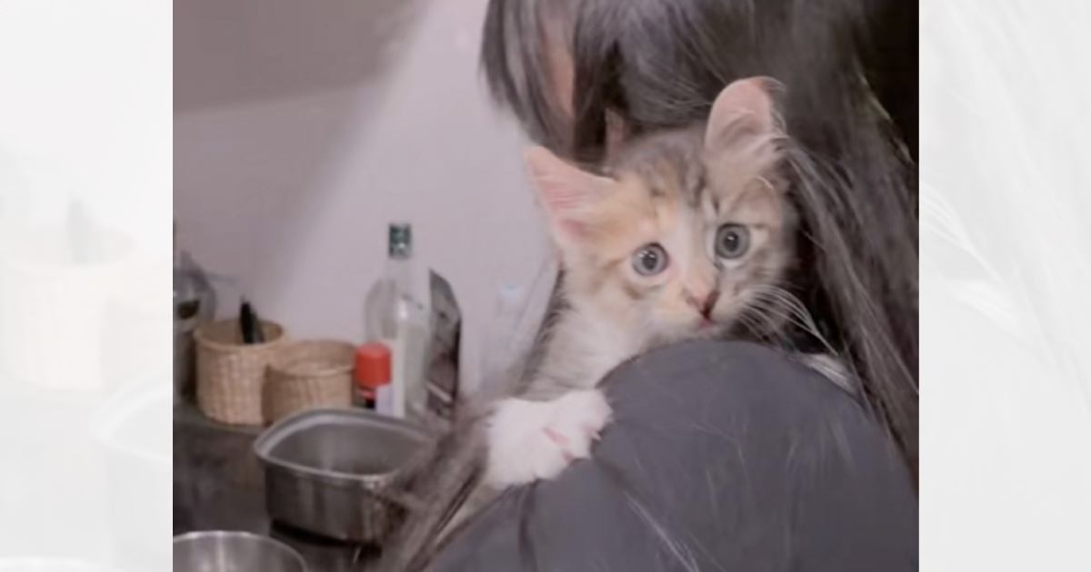 台風の日に子猫を保護して『3日目』になると…肩から全然離れない『尊すぎる姿』が330万再生「あかんキュン死する」「可愛すぎてしんどい」