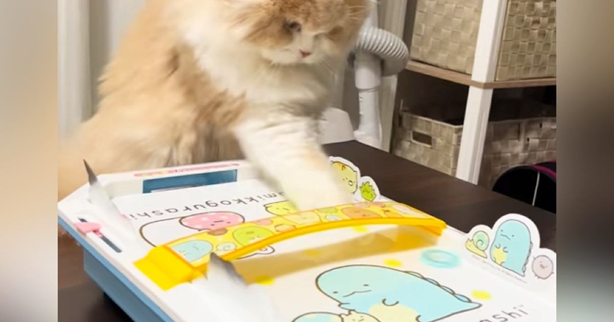 ネコと子どもが『エアホッケー』で対戦した結果…まさかの『尊すぎる光景』が26万再生「ルール理解してるのかわいい」「癒しをありがとう」