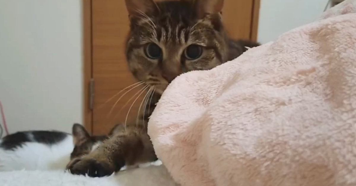 飼い主が起きているか確認しに来た猫→『動き』を見ていると……微笑ましい瞬間に１万いいね「覗かれてるぅｗ」「ワイも確認されたい」