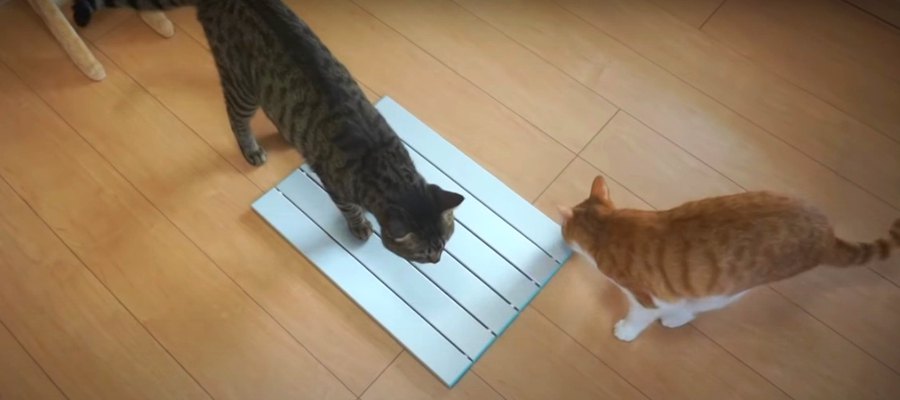 新しい冷んやりグッズ！猫ちゃん達の反応は？