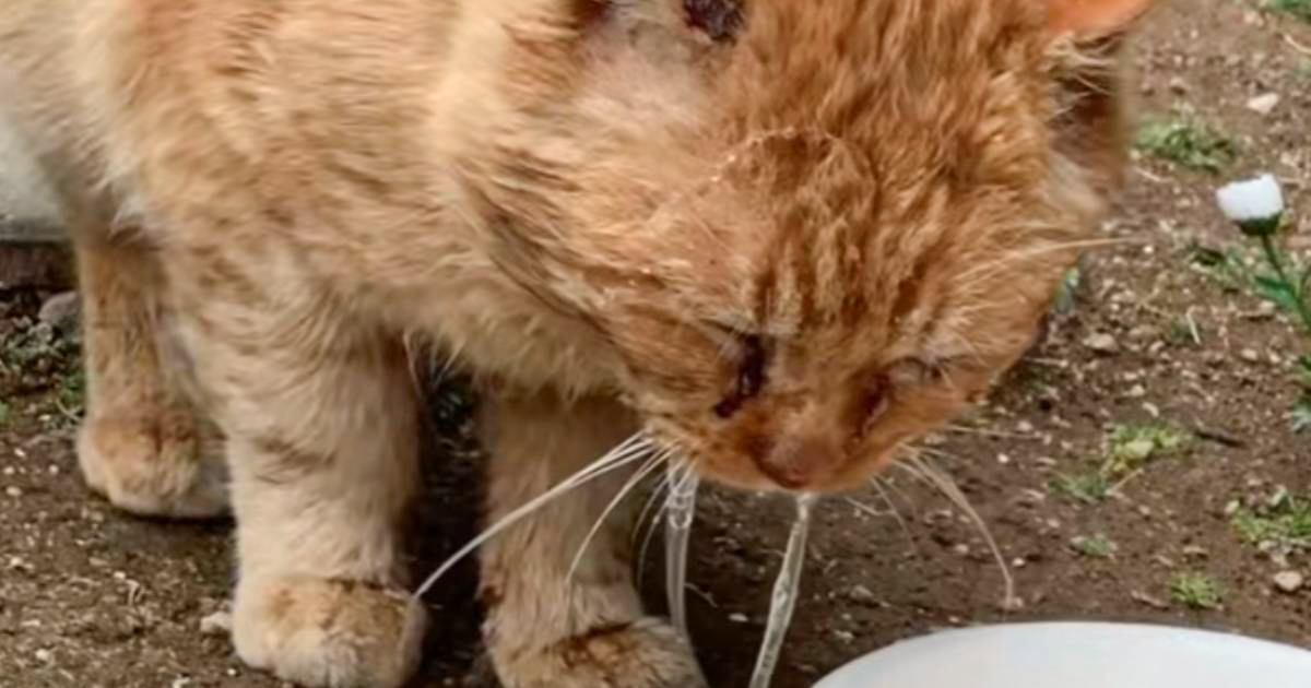 ５年以上外で生活、『ごはんが食べられなくなった猫』を保護した結果…後の様子に涙が止まらないと220万再生「感動をありがとう」「泣いた」