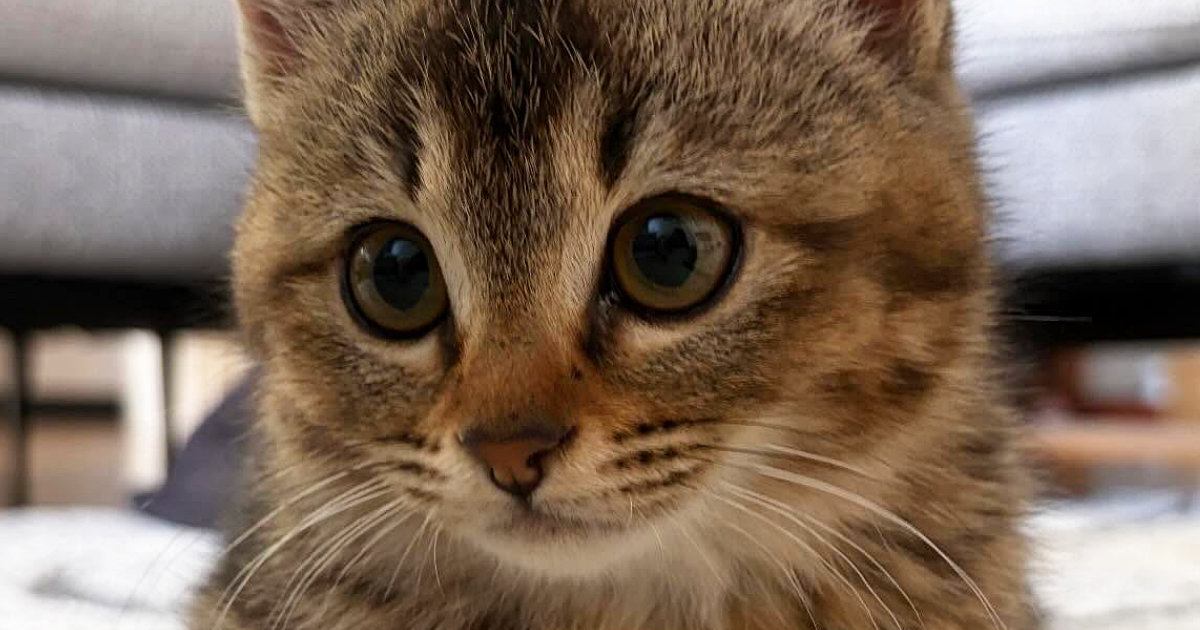 おててないないをする姉妹猫→見比べてみると…ちょっとした『違い』が可愛すぎると2万いいね「ニヤニヤが止まらない」「プロですな」