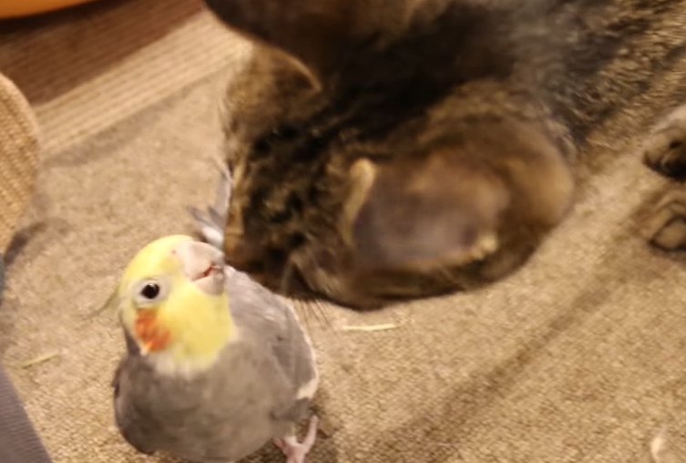 大丈夫？猫とインコが同じ場所に！