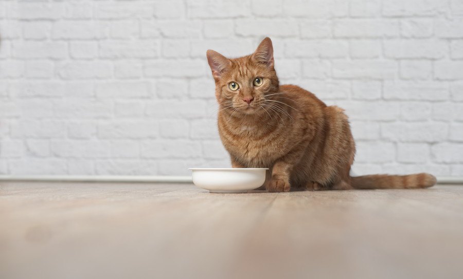 急に食べなくなる？猫に注意したい体調管理6つ