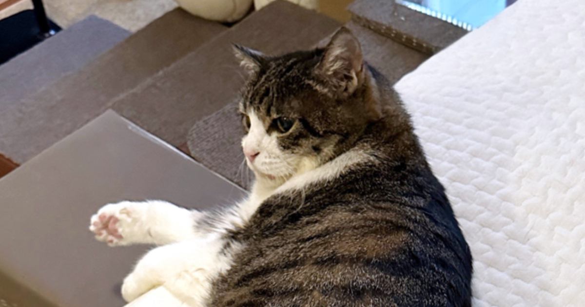 猫の抜け毛の『再利用方法』を思いついた結果…センスが良すぎる光景に『21万いいね』「良いユーモアしてる」「ほんとに可愛いｗｗ」と大絶賛