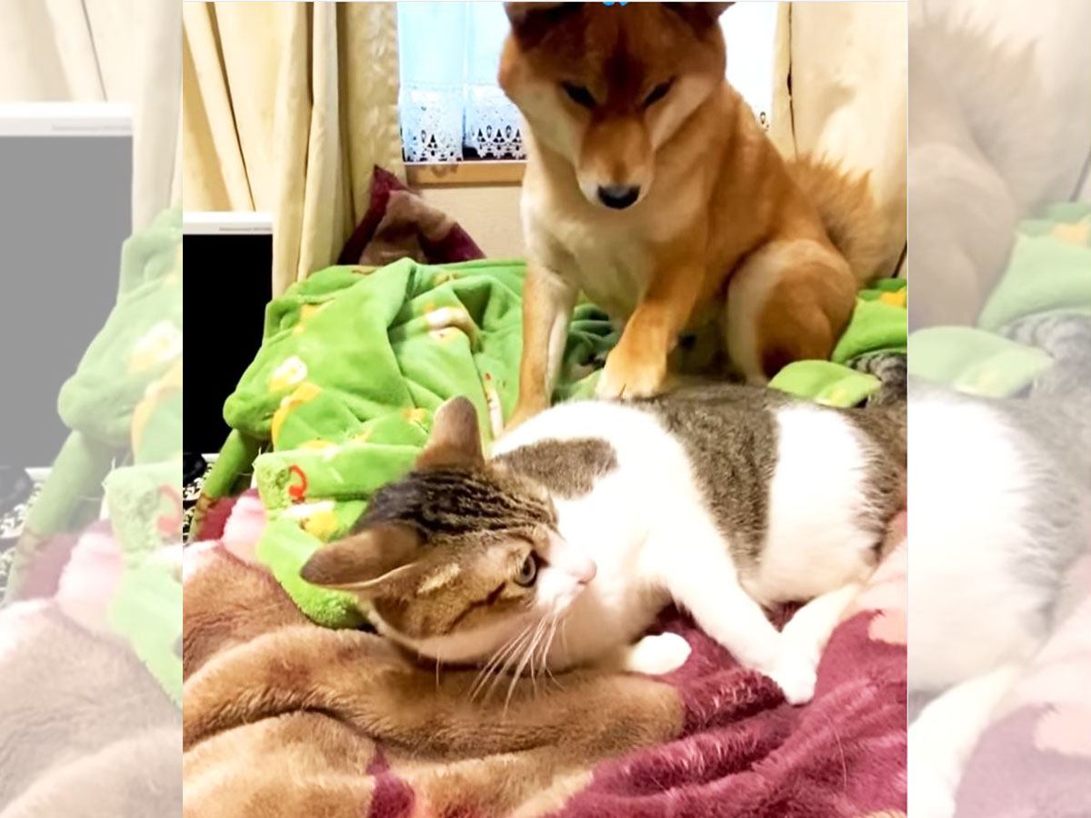 『昼寝したい猫』VS『遊んでほしい犬』…可愛すぎるちょっかいに32万回再生「なんて微笑ましい」「怒られちゃったｗ」「優しい世界」