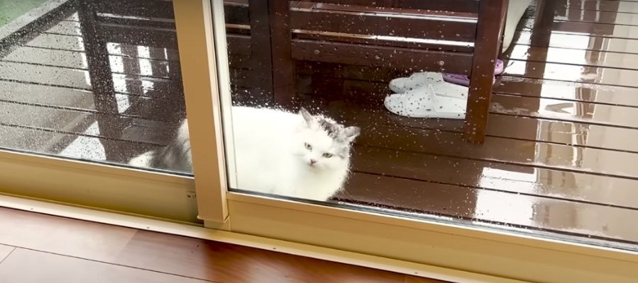 お外に出たものの助けを求める猫ちゃん！