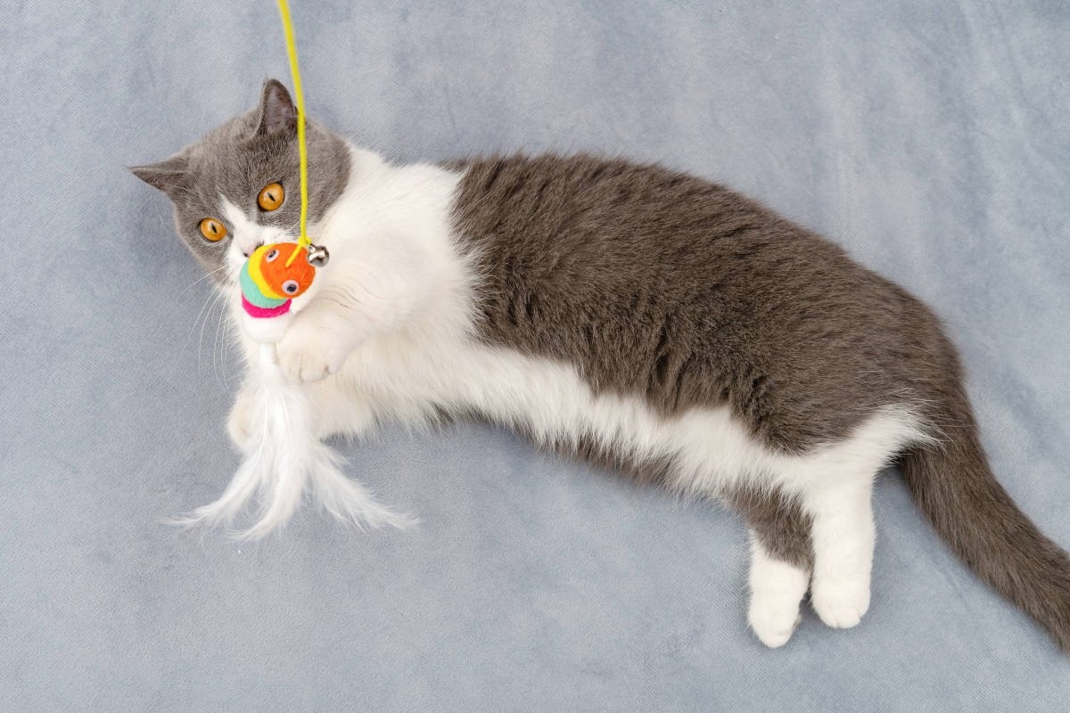 愛猫は充分に体を動かせている？猫に必要な『運動量の目安』を3つのライフステージ別に解説