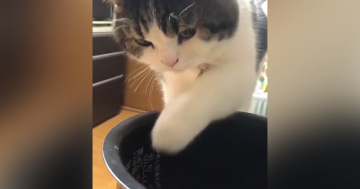 炊飯器の釜に入っている水を飲もうとした猫…まさかの『おてての動き』が可愛すぎると147万再生「疲れが癒された」「何回も見てしまった」