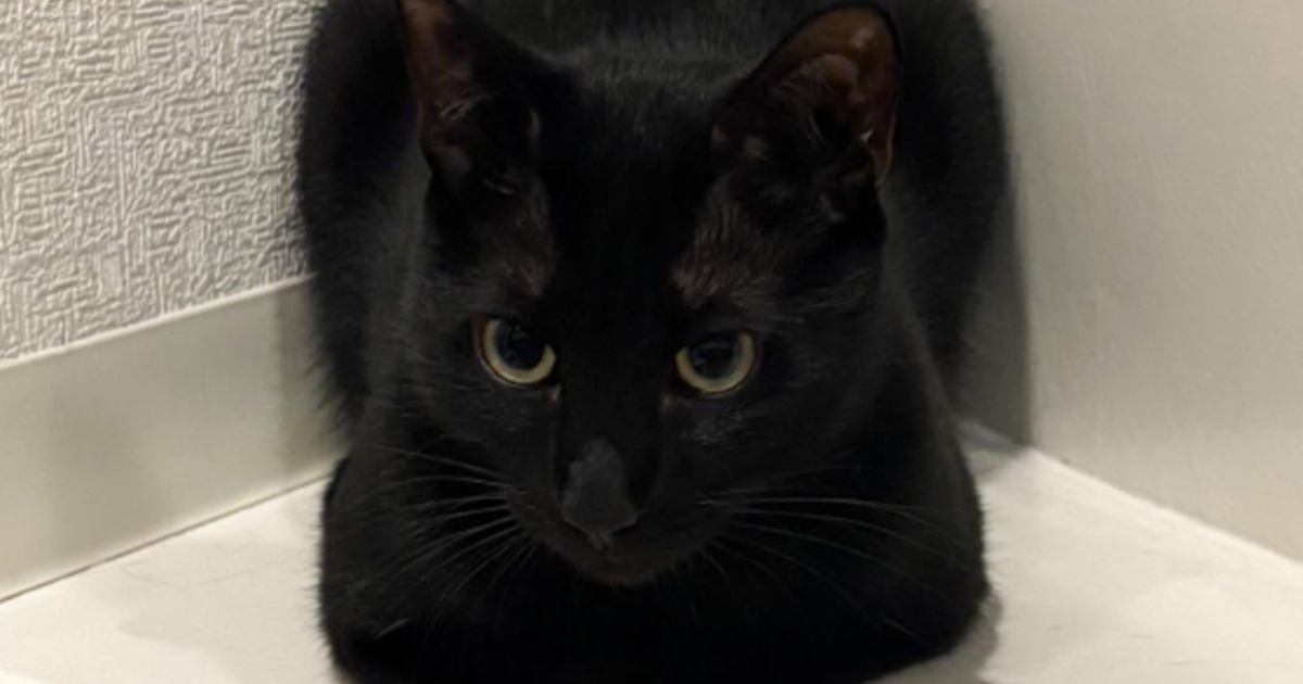 四角いなと思って黒猫を夢中で撮っていた飼い主さん→ふとフォルダを見てみたら…思わず笑っちゃう光景に反響「カヌレに見えたｗ」「ピーマン？ｗ」