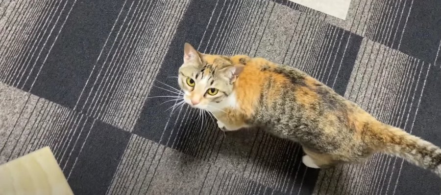 キャットタワーを破損！？ステップが真っ二つになって困惑する猫ちゃん