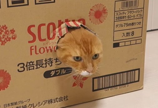 猫ちゃんを吸い込むダンボール