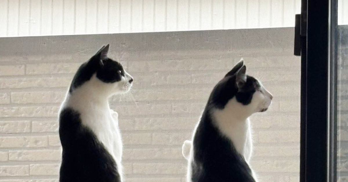 窓の外にいる鳥が気になった『2匹の猫』…息ぴったりの『シンクロポーズ』が可愛すぎると４万いいね「完全一致ｗ」「ペンギンかと思った」