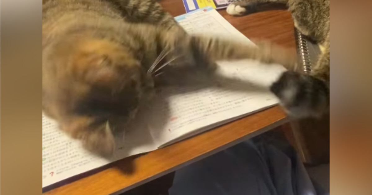宿題をしようとしたら、机の上にやってきた『2匹の猫』…勉強を邪魔する様子に「絶対退いてくれないヤツｗ」「最高の癒しｗ」と笑う人が続出