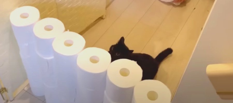 ぽっちゃり黒猫ちゃんのトイレットペーパーチャレンジ！