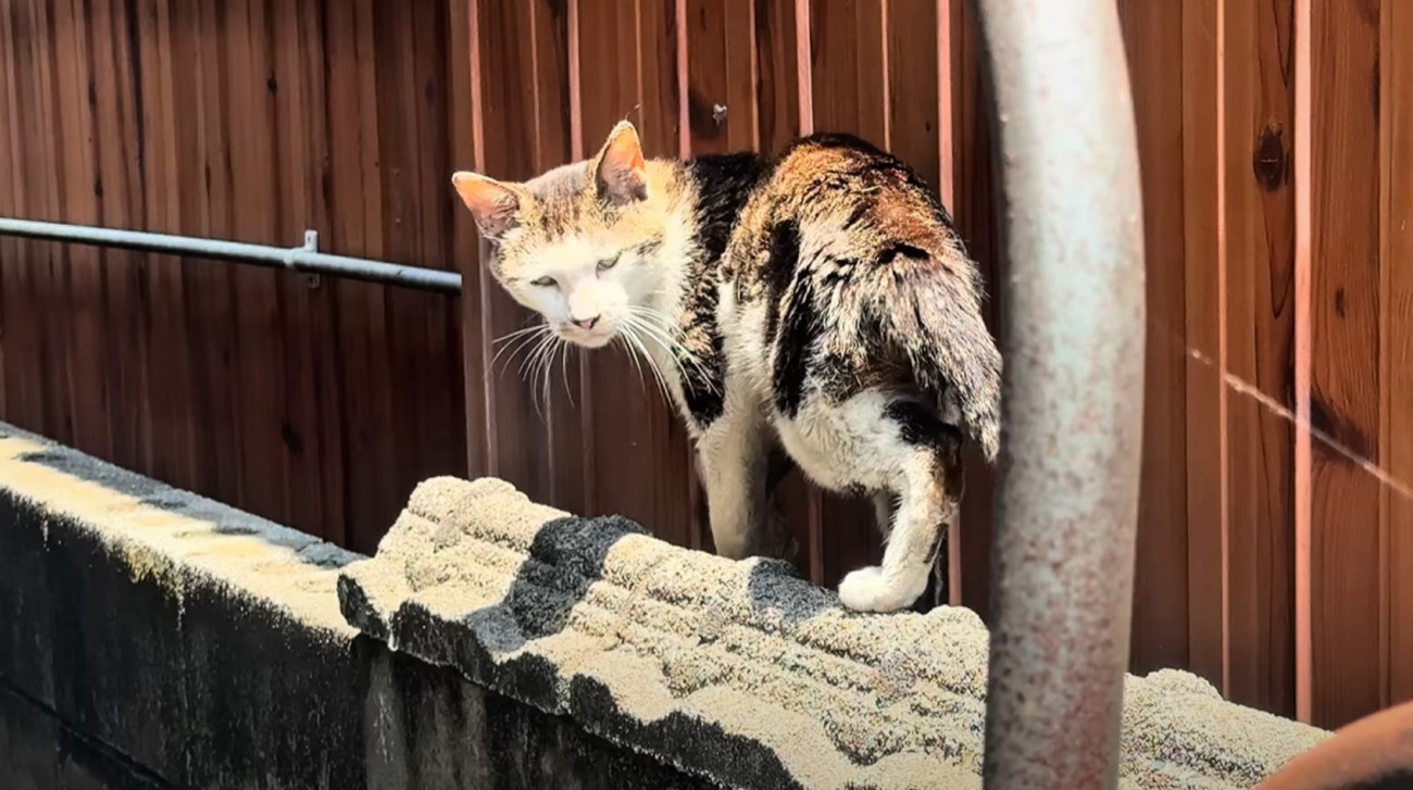 35度を超える猛暑日に『フラフラと歩くガリガリの野良猫』を保護…家で見せた表情に涙がでると6万再生「良かった」「救ってくれてありがとう」