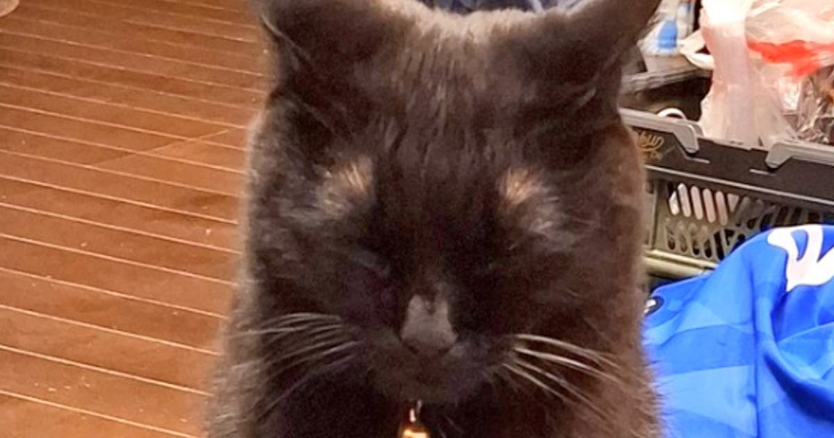 朝早くから登校するお兄ちゃんを『頑張ってお見送りした猫』→次の瞬間……あまりにも"健気な姿"が68万表示「律儀だよね」「かわいいね」