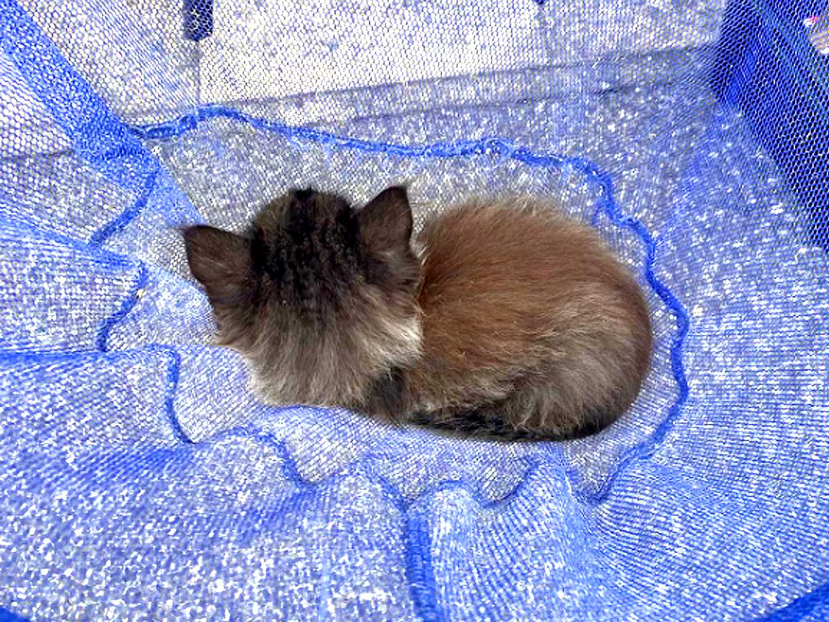 自宅前で黒猫の赤ちゃんを保護→弱っている様子で…思った以上に『素敵な結末』が話題「ゴージャス黒ニャンになる予感」「末永くお幸せに」