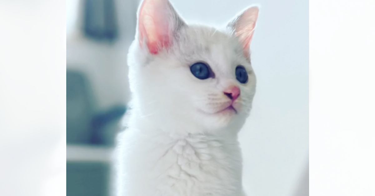 子猫時代は真っ白だったのに……成長したら？→完全に想定外な『変化』に「すっごい変わったｗ」「カッパで吹いたｗ」と爆笑する人が続出