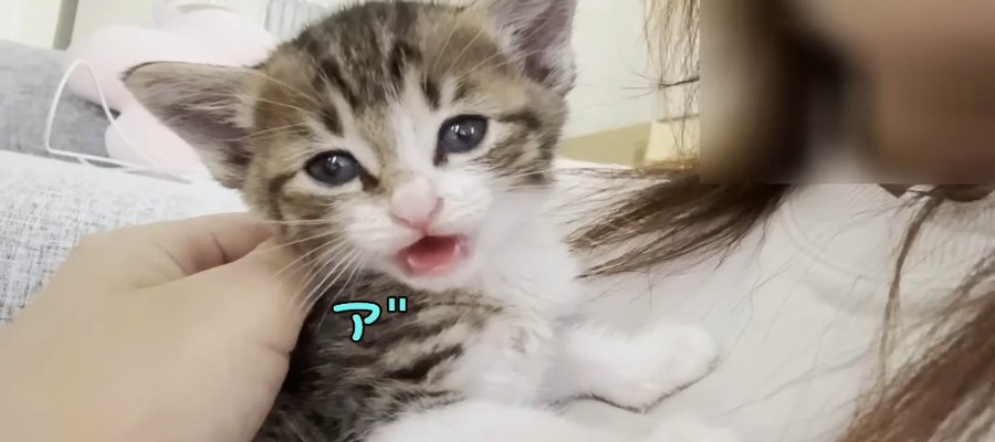 甘えん坊の子猫ちゃんがママさんにお話してたと思ったら...あれ？急に！？