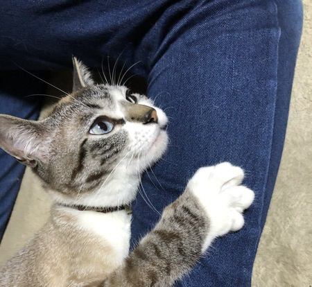 猫が飼い主に依存しすぎている時の仕草や行動5つ