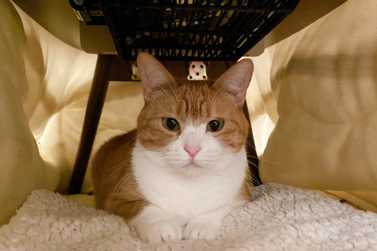 こたつ布団を片付けようとしたら、まだしまってほしくなさそうな猫が…驚きのエピソードに３万いいね「強い意志を感じる」「会話は大切だねｗ」