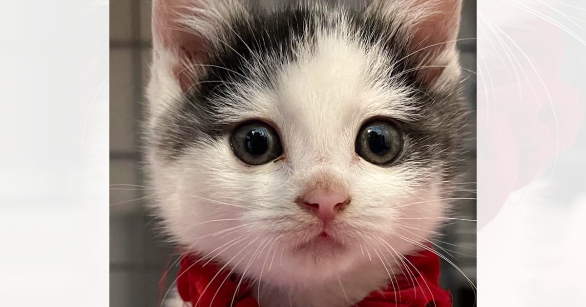 あどけない表情の『アイラインが特徴的な子猫』→成長すると…美しすぎるビフォーアフターに２万いいね「すっかり美ニャン」「とっても綺麗」