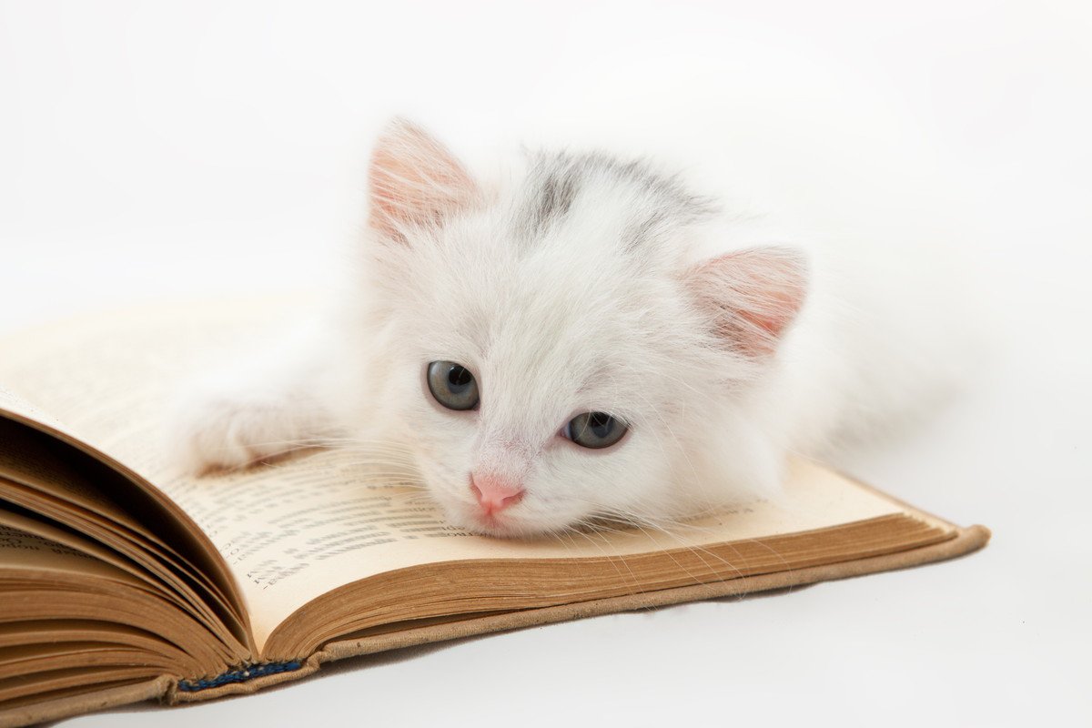 猫に関連する『慣用句・ことわざ』5選　世界中に残る格言や生活へ活かすヒントとは