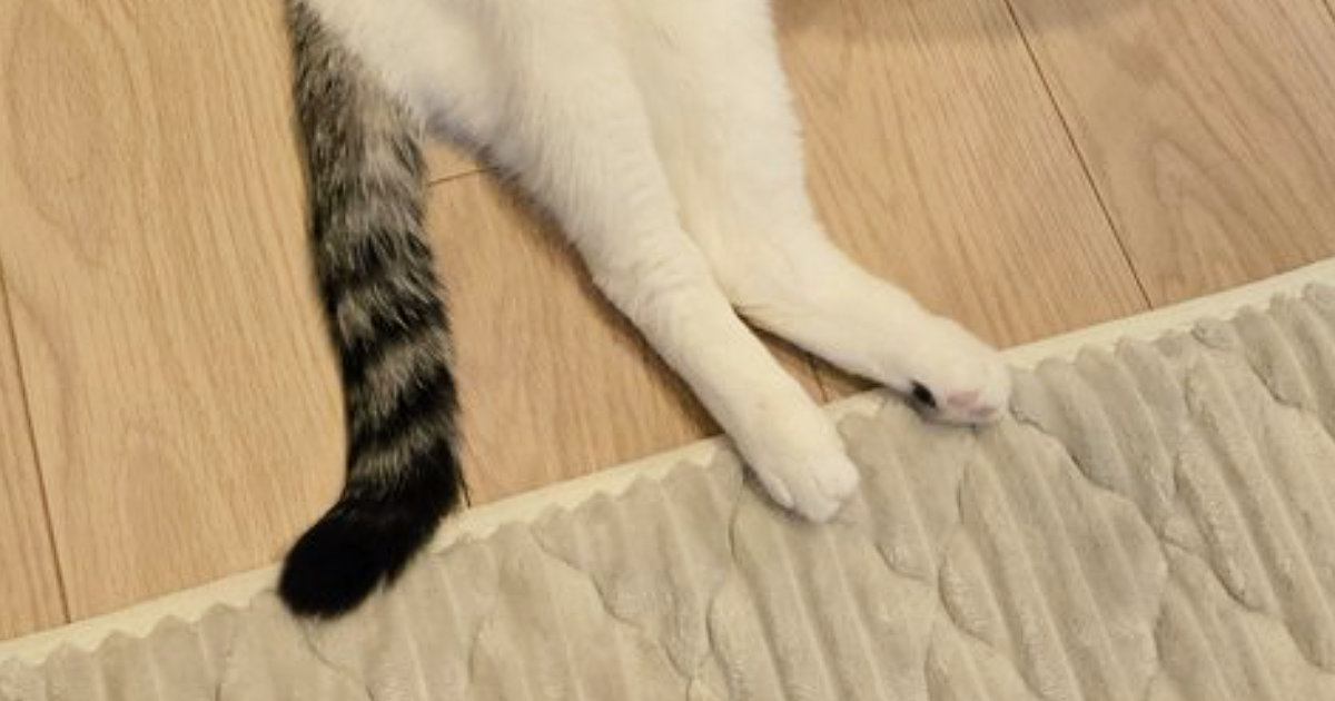 寒い日、ストーブのそばで『温まっていたネコ』→体勢を見ると…笑ってしまう光景に２万いいね「攻めてて可愛い」「長い、長すぎる」と話題