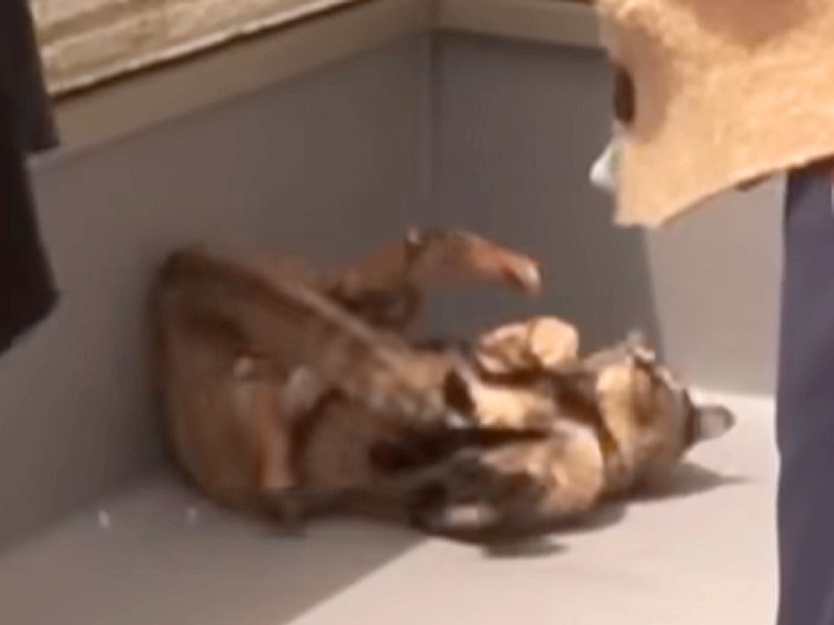 晴れた日、テキパキ家事をするママ→２匹の猫が周りをウロウロ…あまりにも『奇行がとまらない様子』に「進まないよねぇｗ」「ワロタｗ」と爆笑