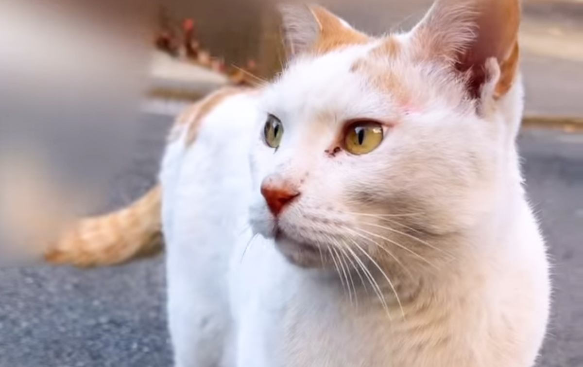 『猫は絶対飼わない犬派のパパ』が元ボス猫と出会った結果…自宅を見てみると→『まさかの変化』が24万再生「素敵すぎる」「愛に泣いた」
