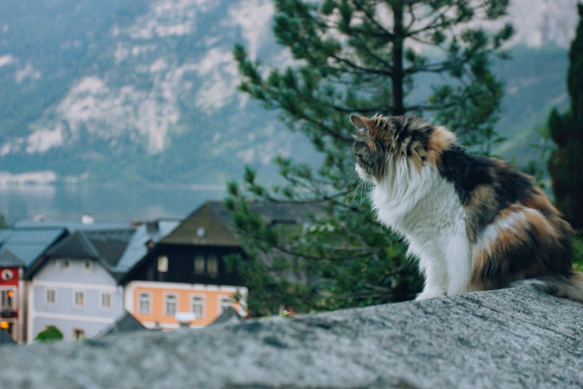 高齢猫に幸せな老後を…「猫のリタイア村がすごい」と大評判に　英国