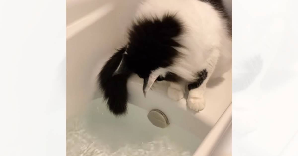 『お湯張りを楽しむ猫』を見守っていたら…飼い主さんの方が焦ってしまう展開が笑っちゃうと100万再生「思わず見入った」「かわいすぎる」