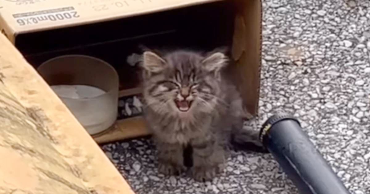 看板の上で鳴き続けていた『ガリガリの子猫』→しばらく様子をみていたら、大雨警報が発令されて……泣ける話が反響「自然と涙がでてきた」
