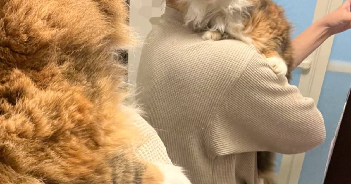 お風呂に入れられることを察した猫→『表情』を見てみると…あまりにも良すぎる瞬間に4万4000いいね「魂の叫び」「たまらない可愛さ」