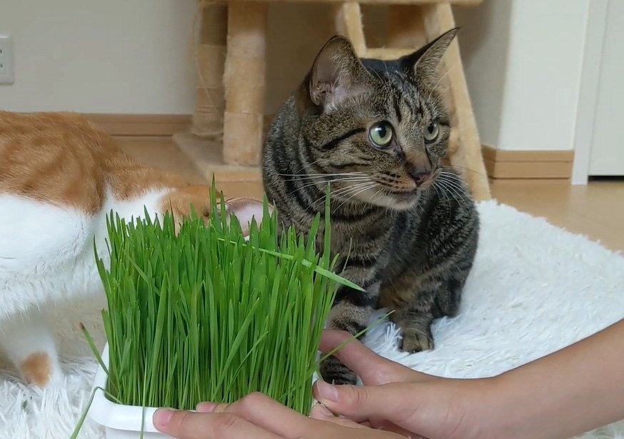 猫草の引っ張り合い合戦！