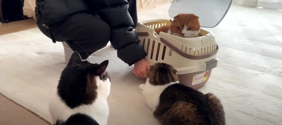 久々に会った猫さんと遊びたくて大興奮しちゃう猫くん！ふたりの温度差にご注目