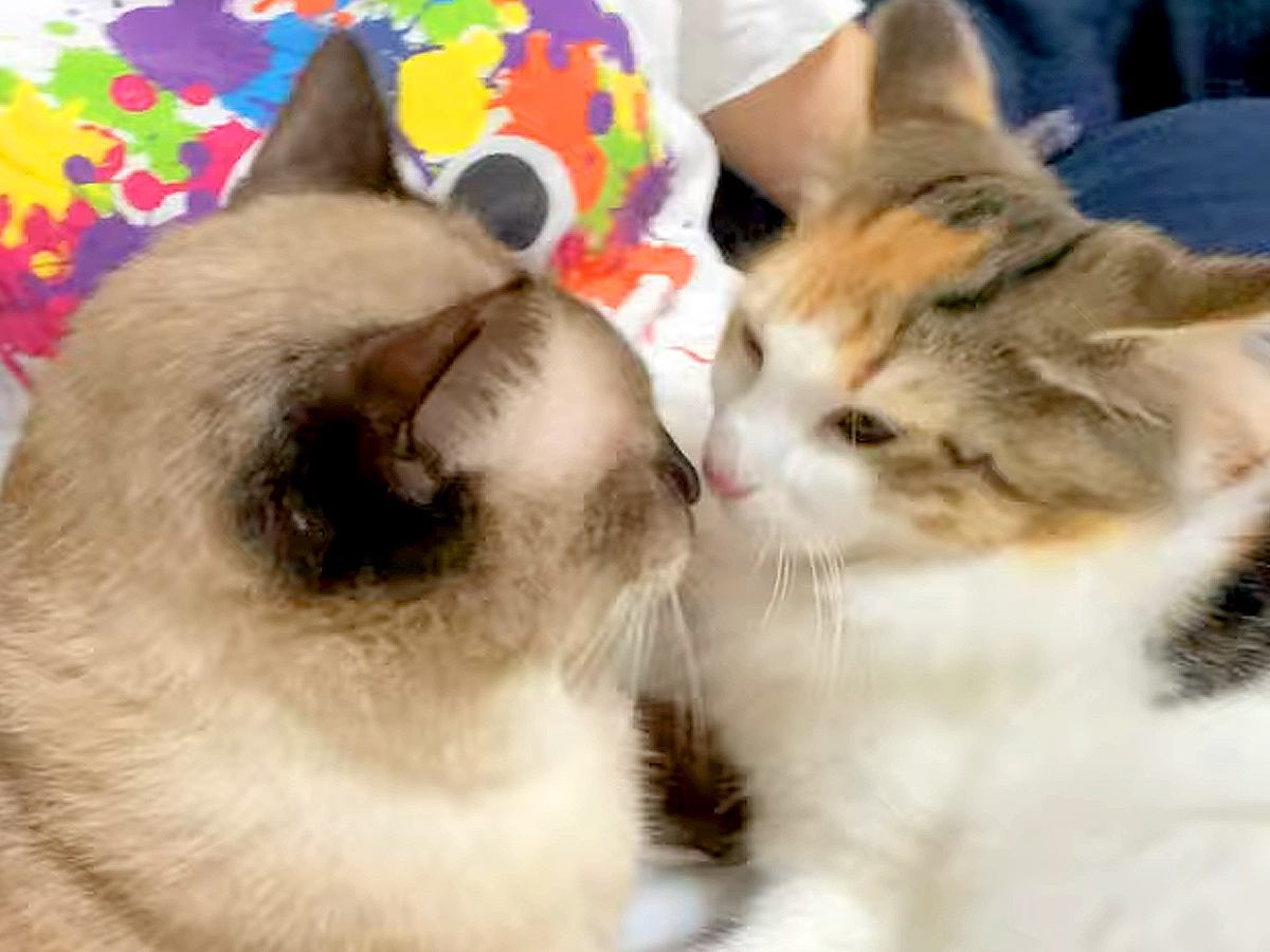 帰宅した飼い主を熱烈大歓迎する元野良猫→甘えている最中に妹猫がやってくると…『想定外の展開』が話題「疲れも吹っ飛ぶね」「甘えたさん」