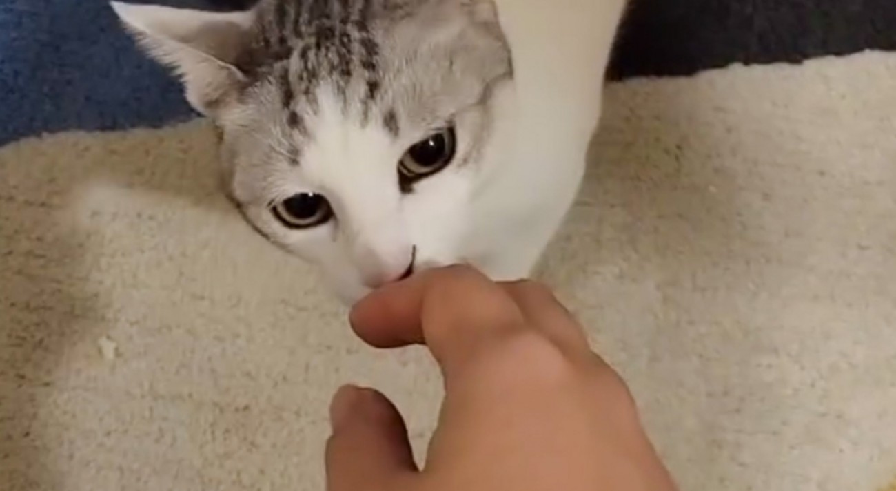 近所の犬を撫でて帰ってきたら、『猫のしっぽ』が…予想外の反応が26万再生「浮気は許さないｗ」「匂いチェック笑った」と爆笑の声