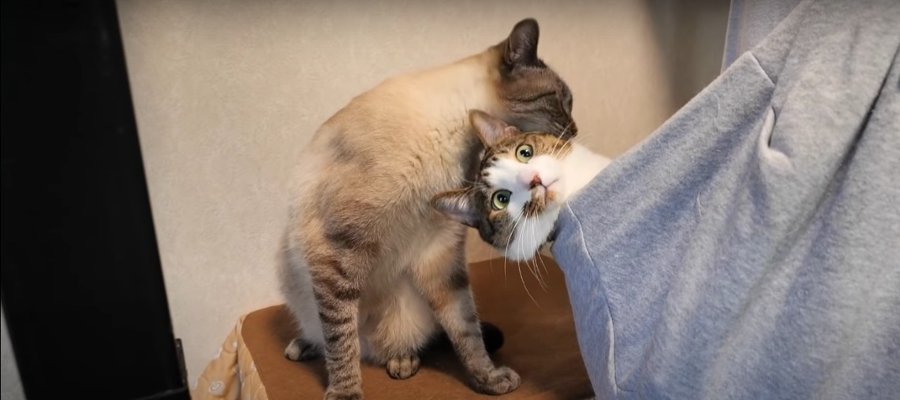 久々登場！抱っこ紐に包まれる姿が可愛い猫ちゃん♡