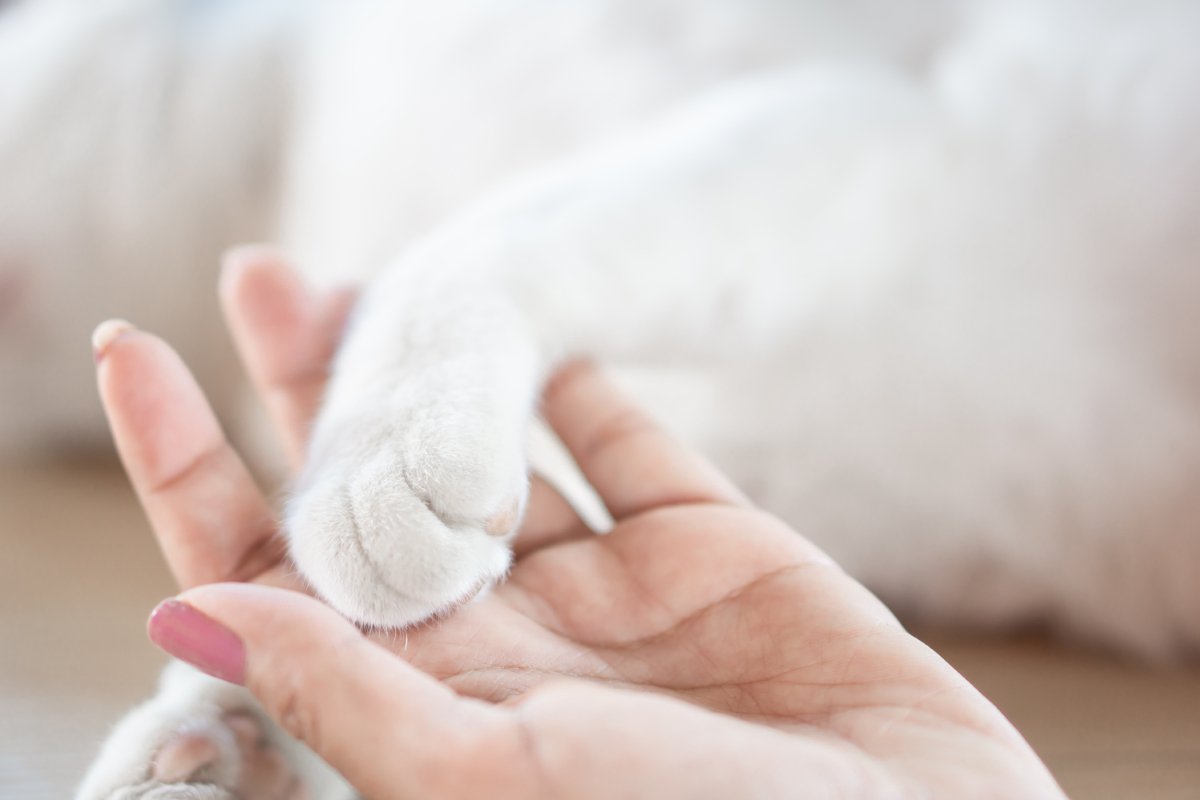 猫に『ごめんね』と伝える方法4選　間違った方法では逆効果に？避けるべきNG行為まで
