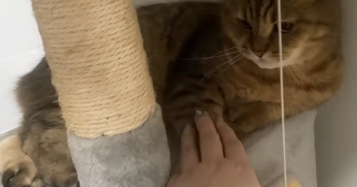 キャットタワーでくつろぐ猫の前足の上に『手を乗せてみた』結果…思わず笑ってしまう『攻防戦』に「負けられない戦い」「いい顔するなぁｗ」
