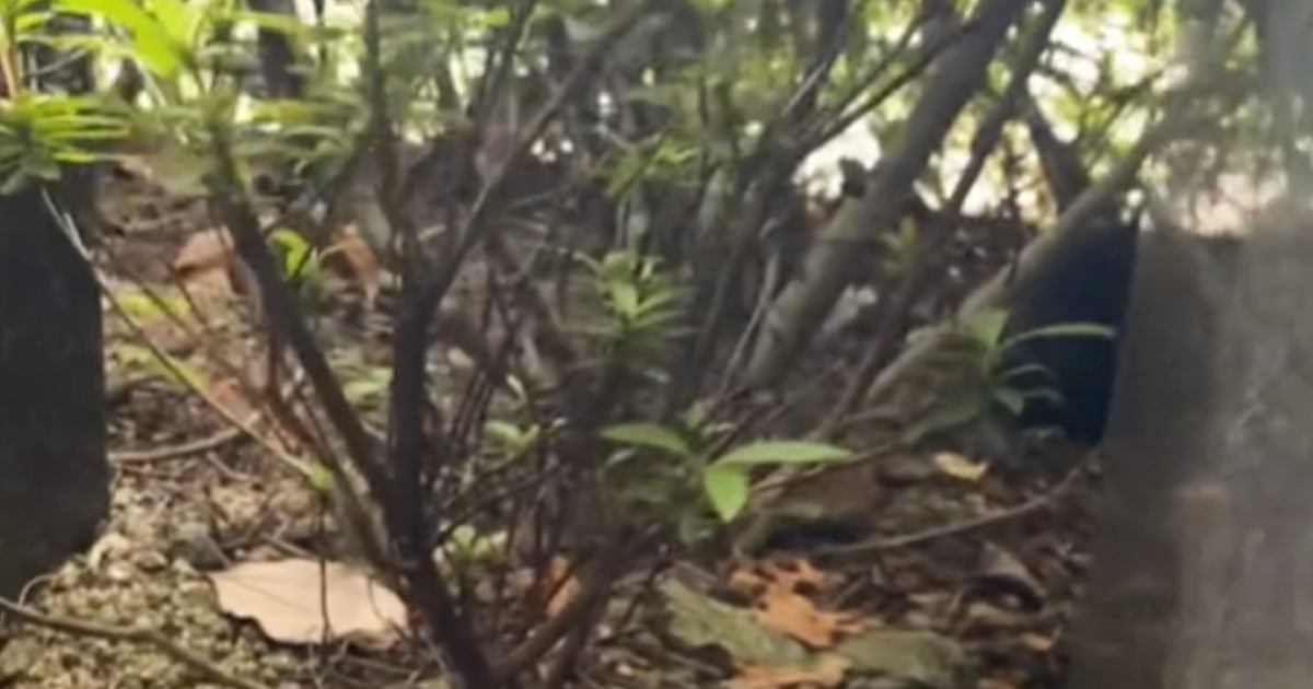 犬の散歩中に『カラスの鳴き声』と『子猫の鳴き声』が聞こえて…探した結果→涙あふれる光景が33万再生「よく気がついたね」「ありがとう」