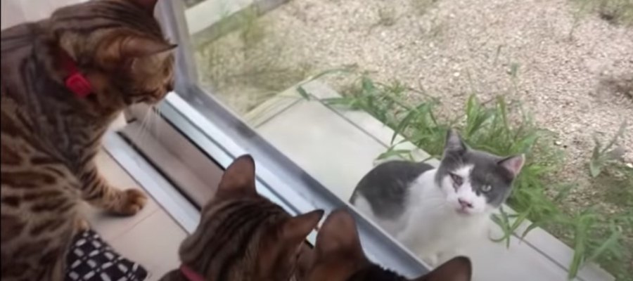 TNR活動をする飼い主さんをガラス越しに見守る猫さんたち！