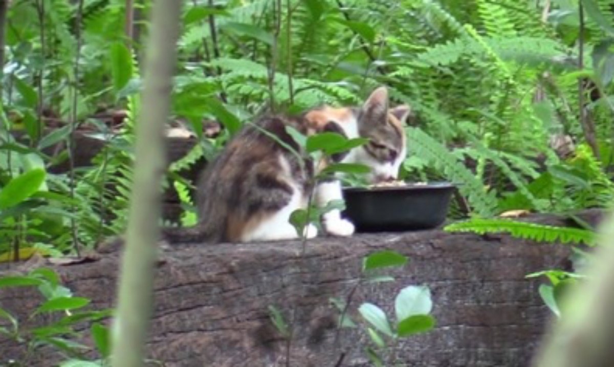 野良猫のコロニーに捨てられた子猫…永遠の家族と幸せに♡