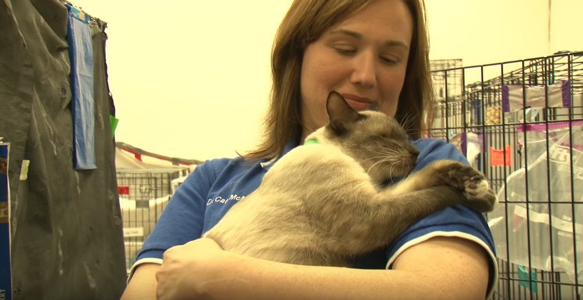 550匹の猫、大譲渡会！ひどいネグレクトから救出された猫たちよ幸せに